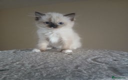 Ragdoll cats for sale: 2 Beautiful Girls available  - Image 13