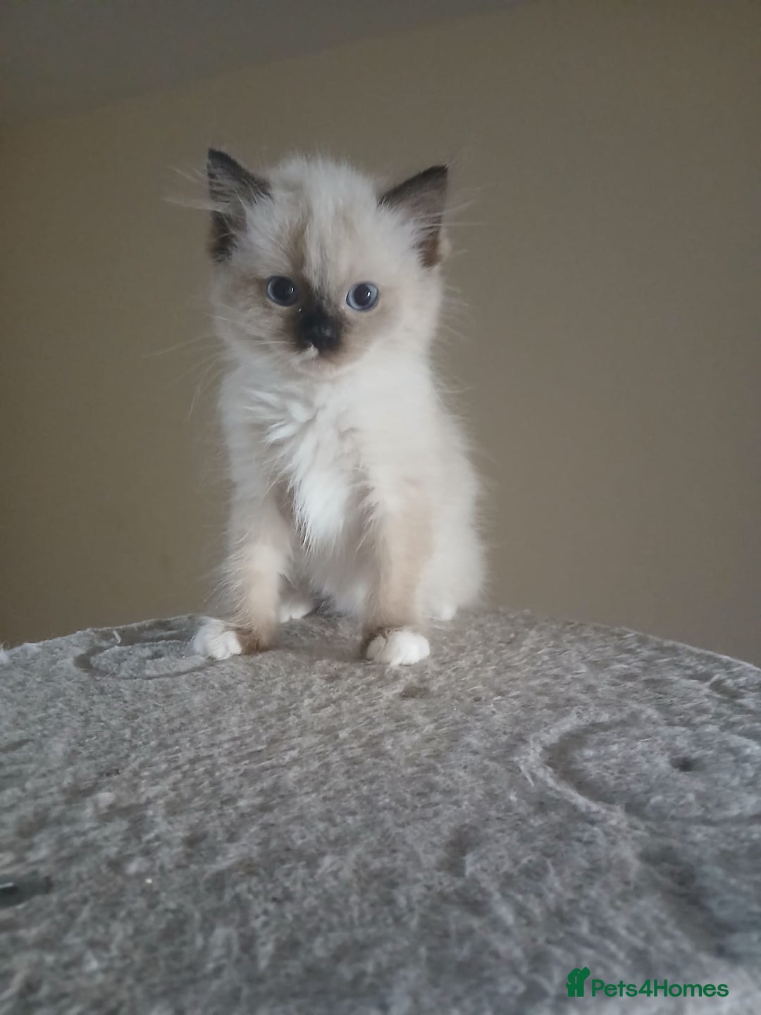 Ragdoll cats for sale: 2 Beautiful Girls available  - Image 13