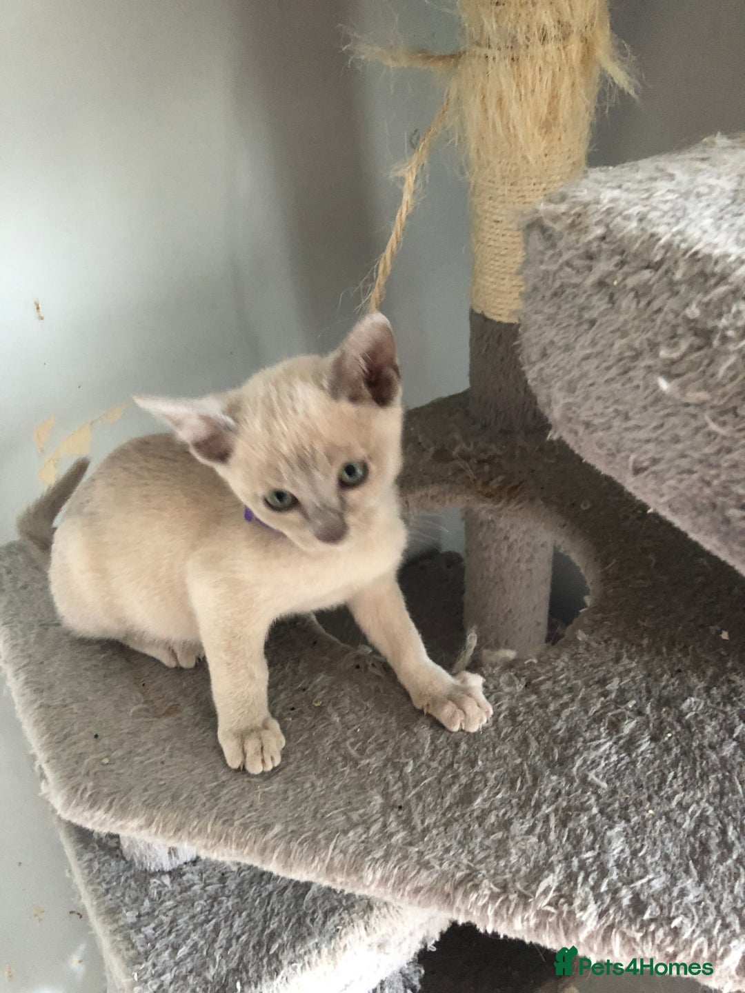 Tonkinese cats for sale: Tonkinese  - Advert 7