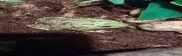 Frog reptiles for sale: Pacman frogs and reptiles for sale - Advert 1