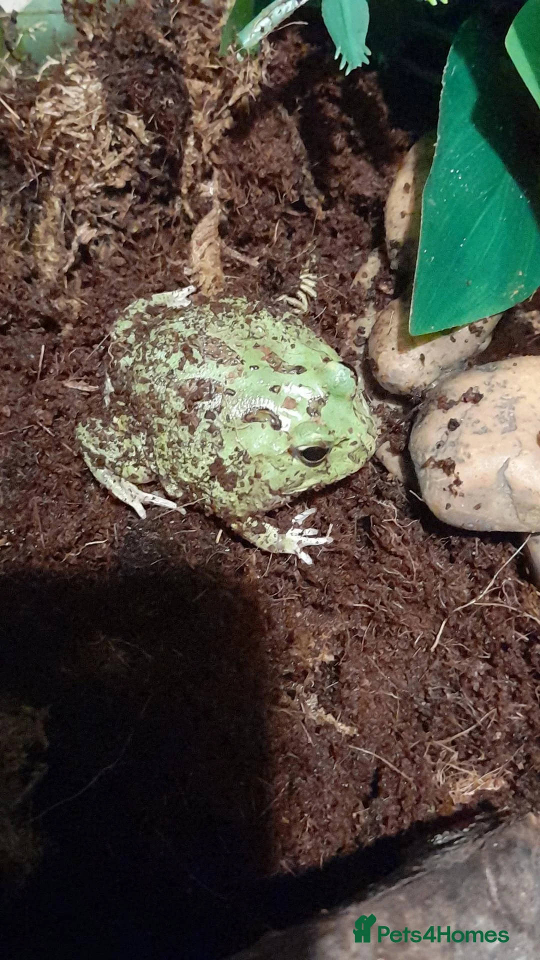 Frog reptiles for sale: Pacman frogs and reptiles for sale - Advert 1