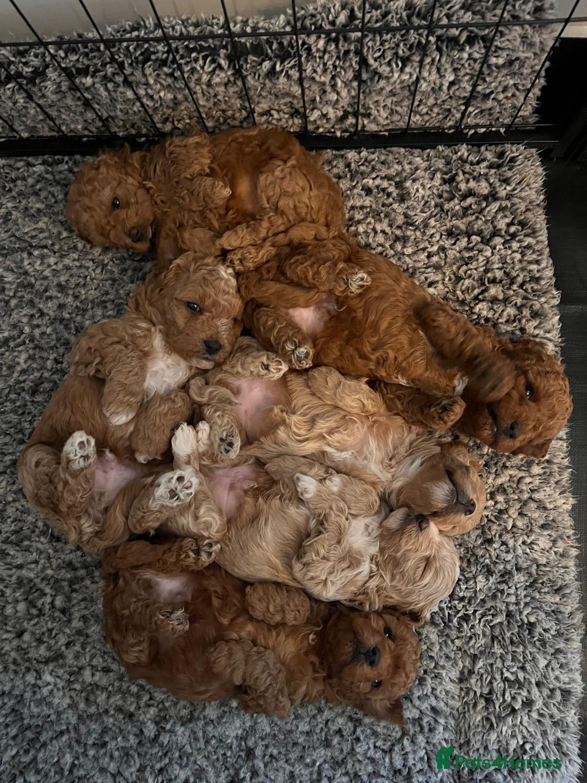 Maltipoo dogs Toy Maltipoo puppies born 14/02/26 - Advert 1