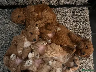 Maltipoo dogs Toy Maltipoo puppies born 14/02/26 - Advert 1