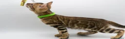 Bengal cats for sale: Stunning TICA Registered Bengal Kittens - Advert 23