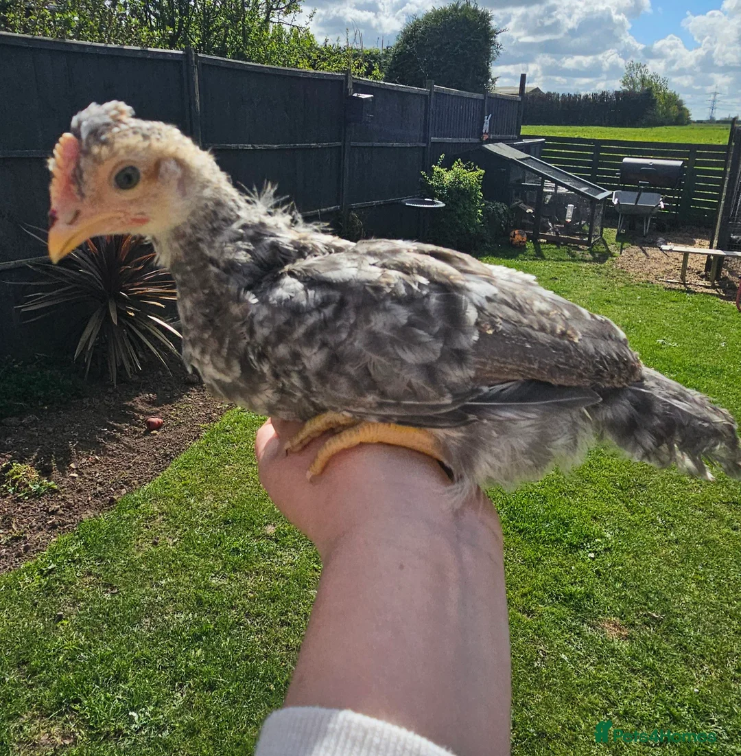 Chickens poultry for sale: 4 week old cockrels  in Ulceby - Advert 7