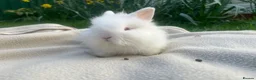 Lionhead rabbits for sale: Beautiful mini double maned lionheads bunnies  - Advert 2