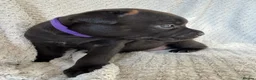 Staffordshire Bull Terrier dogs for sale: KC REGISTERED STAFFORDSHIRE BULL TERRIERS  - Advert 27