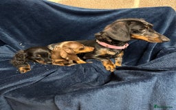 Dachshund dogs for sale: Dachshund Puppies - Image 1