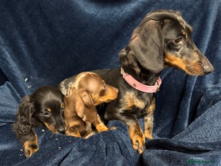 Dachshund dogs for sale - Advert 1