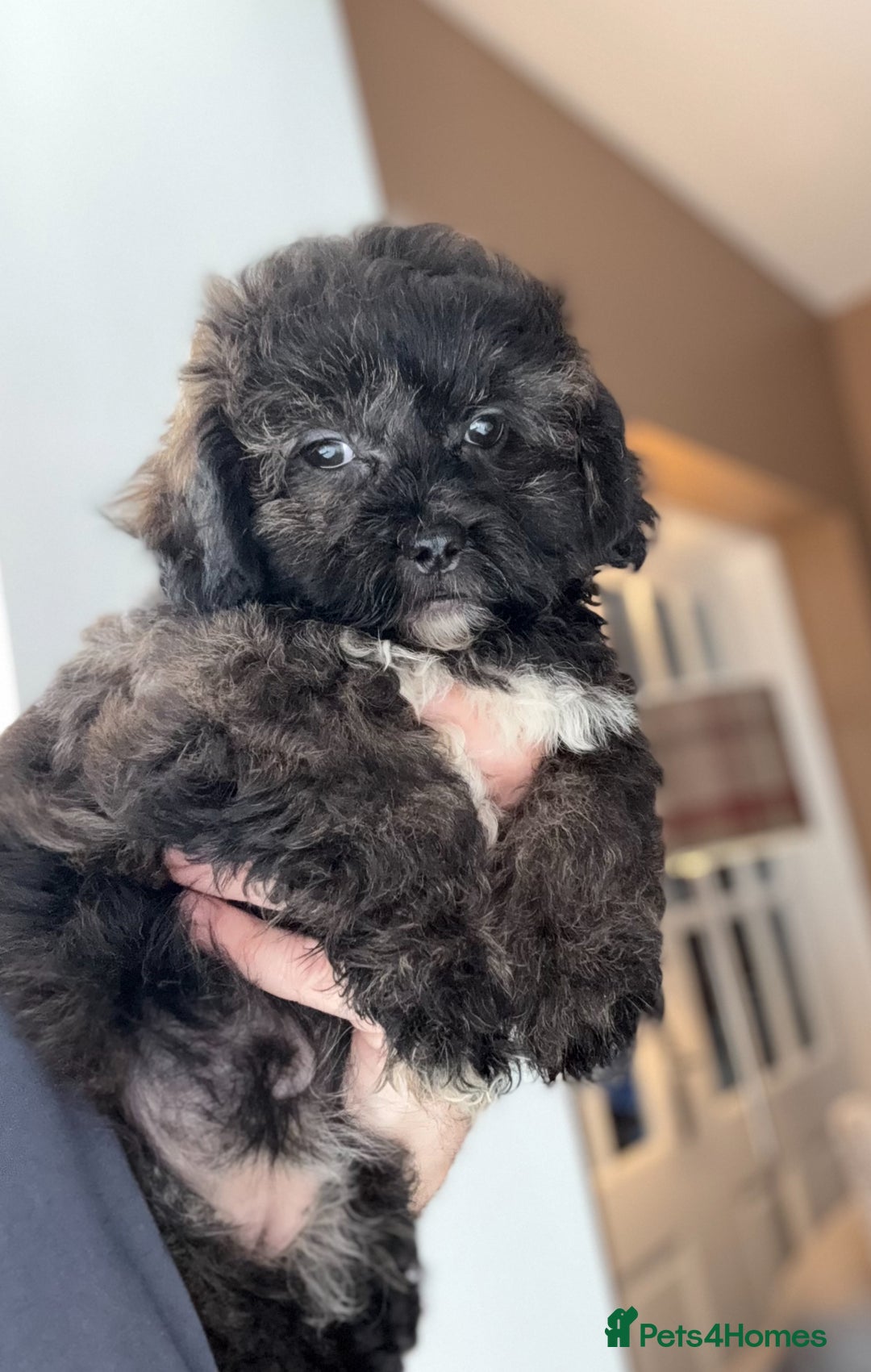 Shihpoo dogs for sale: 🩷 Beautiful Shihpoo Puppies available 💙 - Image 7