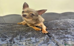 Chihuahua dogs for stud: KC Reg lilac Stunning Stud Boy in Bury Saint Edmunds - Image 12