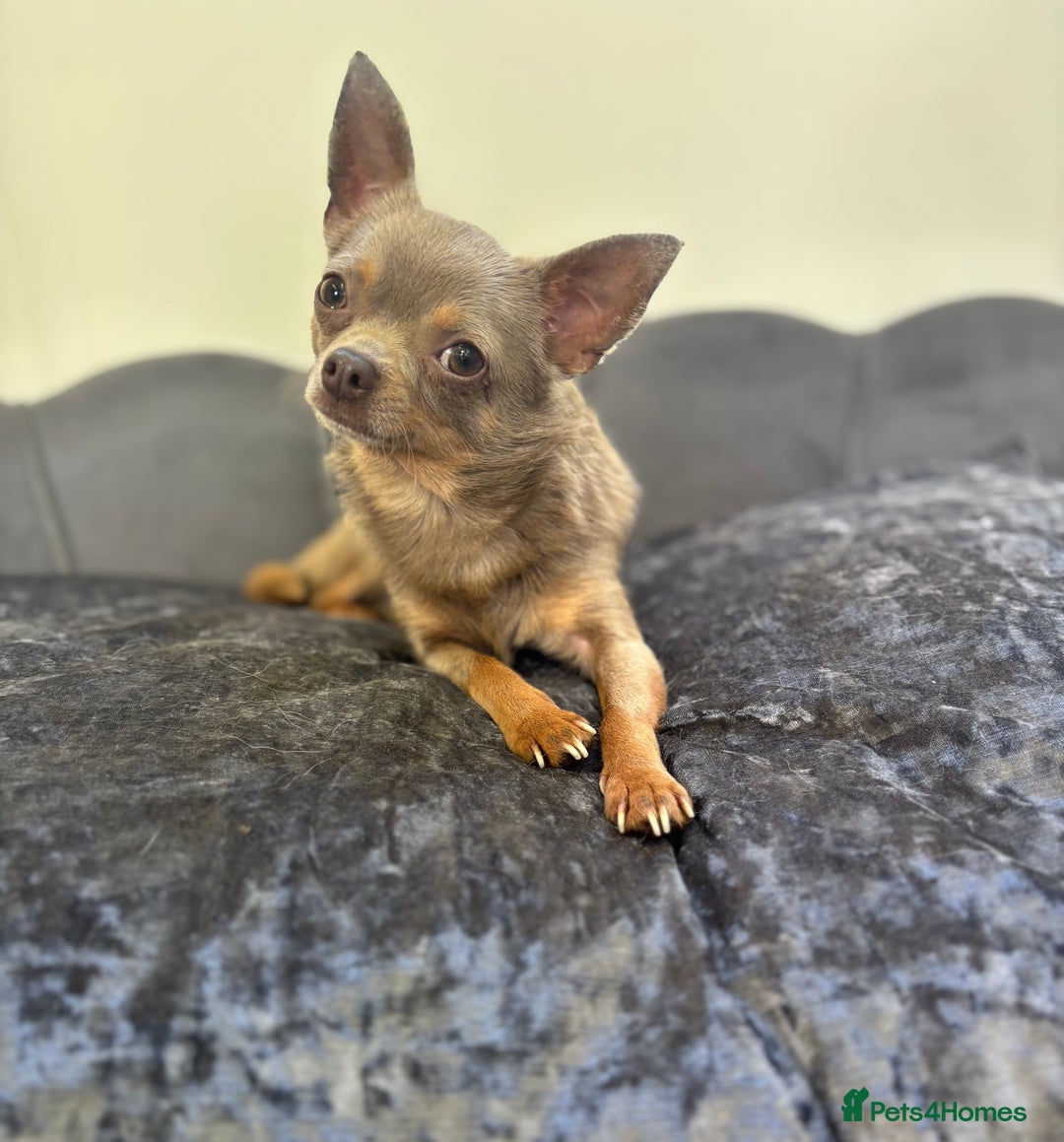Chihuahua dogs for stud: KC Reg lilac Stunning Stud Boy in Bury Saint Edmunds - Image 12