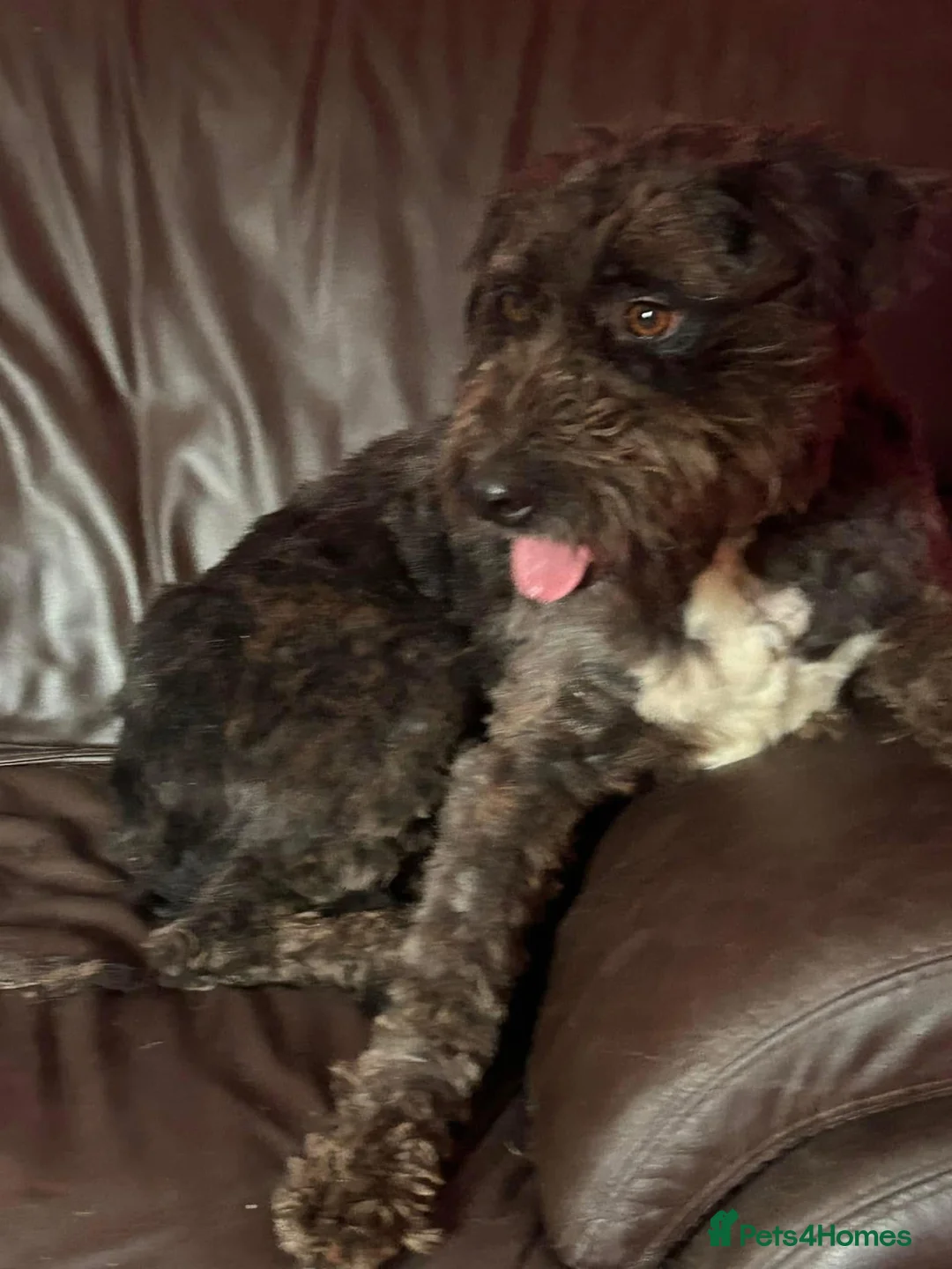 Mixed Breed dogs for adoption: Colby - Norwich Norfolk  in Norwich - Advert 17