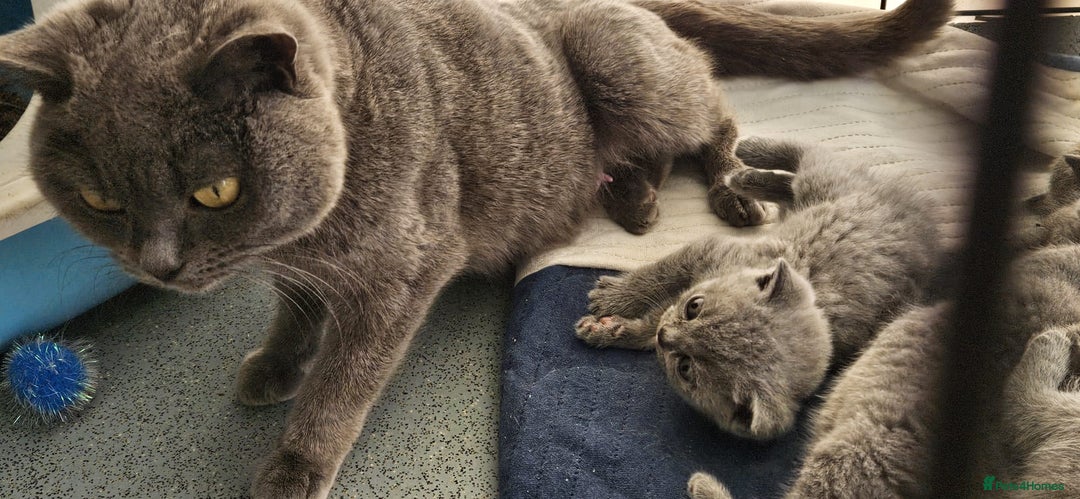 British Shorthair cats for sale: Beautiful Pedigree British short-haired kittens  - Image 9
