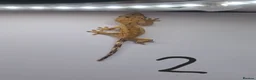 Gecko reptiles for sale: Crested and chahouas geckos - Advert 10