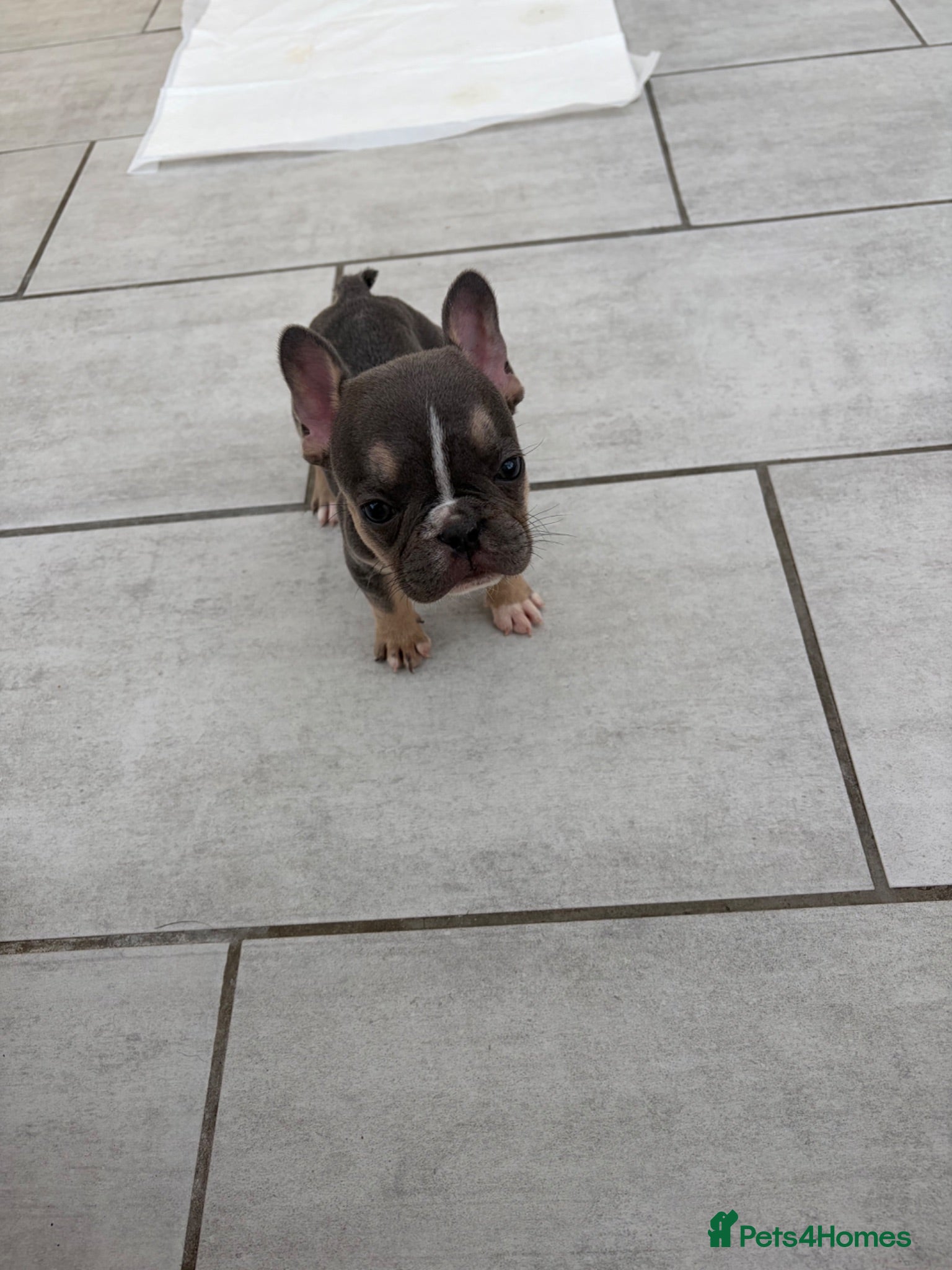 French Bulldog dogs French bulldog puppies 🐶 Ready now  - Advert 20