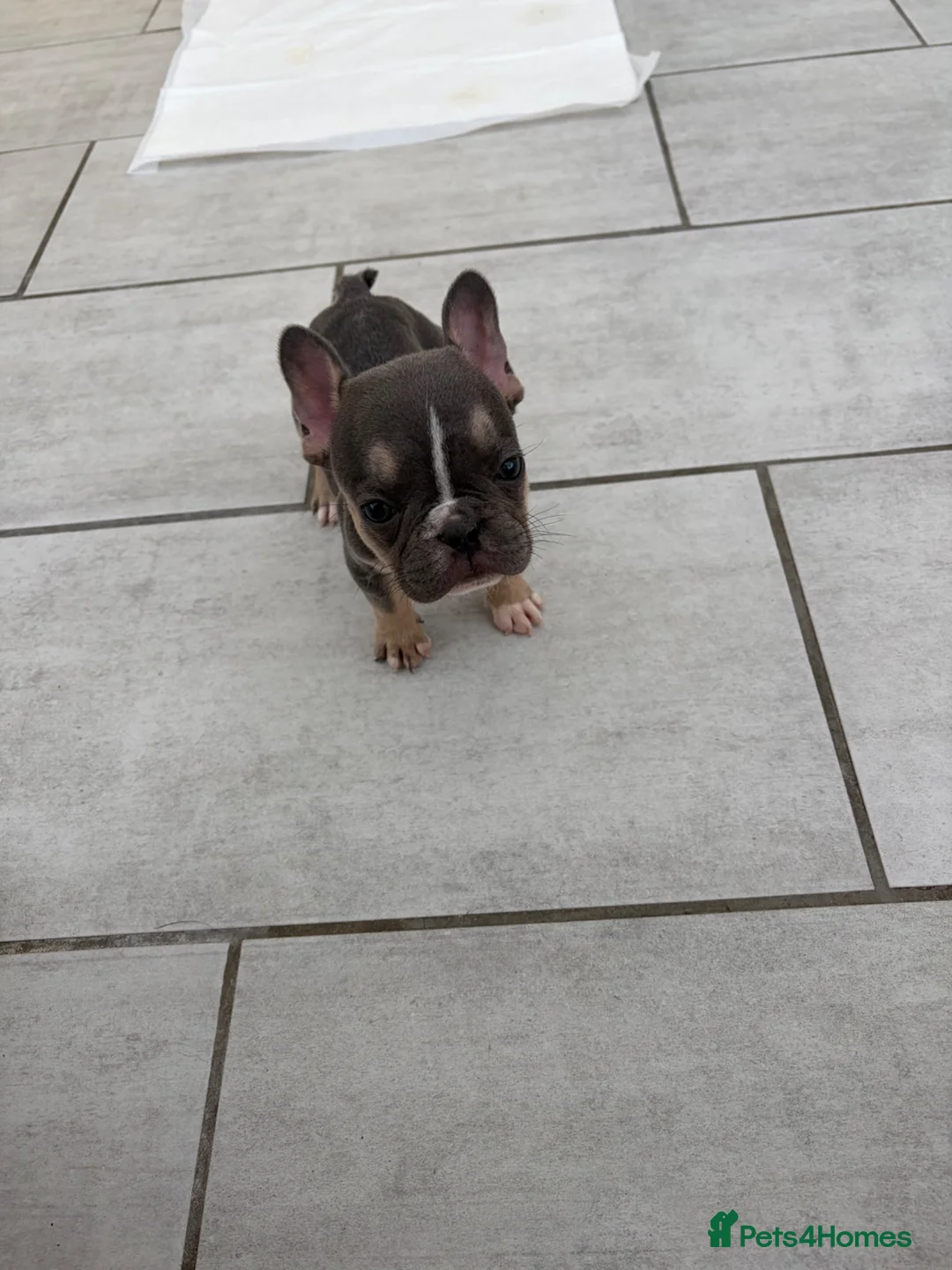 French Bulldog dogs for sale: French bulldog puppies 🐶 Ready now  - Advert 2