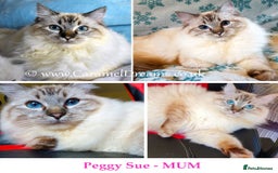 Ragdoll cats for sale: Stunning Adult Ragdoll and Kittens available!  - Image 31