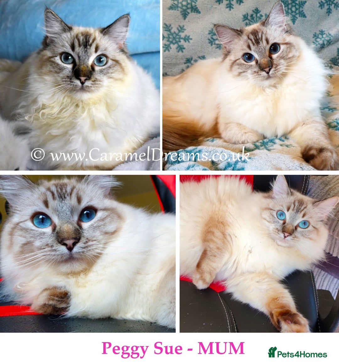 Ragdoll cats for sale: Stunning Adult Ragdoll and Kittens available!  - Image 31