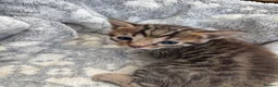 Bengal cats for sale: Stunning Bengal kittens  - Advert 10