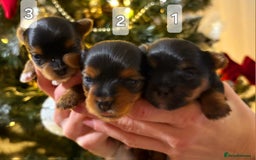 Yorkshire Terrier dogs for sale: Miniature yorkshire terrier puppy - Advert 8