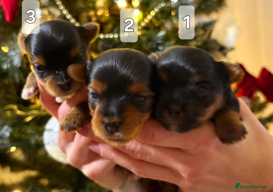 Yorkshire Terrier dogs for sale: Miniature yorkshire terrier puppy - Advert 8