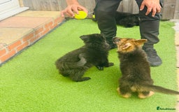 Mixed Breed dogs for sale: G.Sehepherd&white swiss Shepherd long coat puppies - Image 11