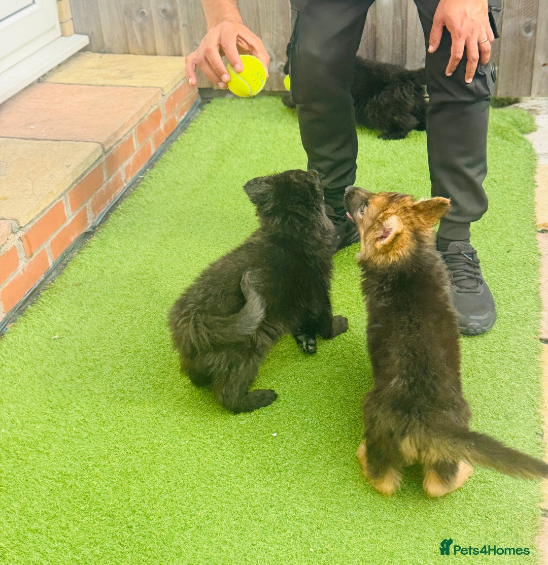 Mixed Breed dogs for sale: G.Sehepherd&white swiss Shepherd long coat puppies - Image 11