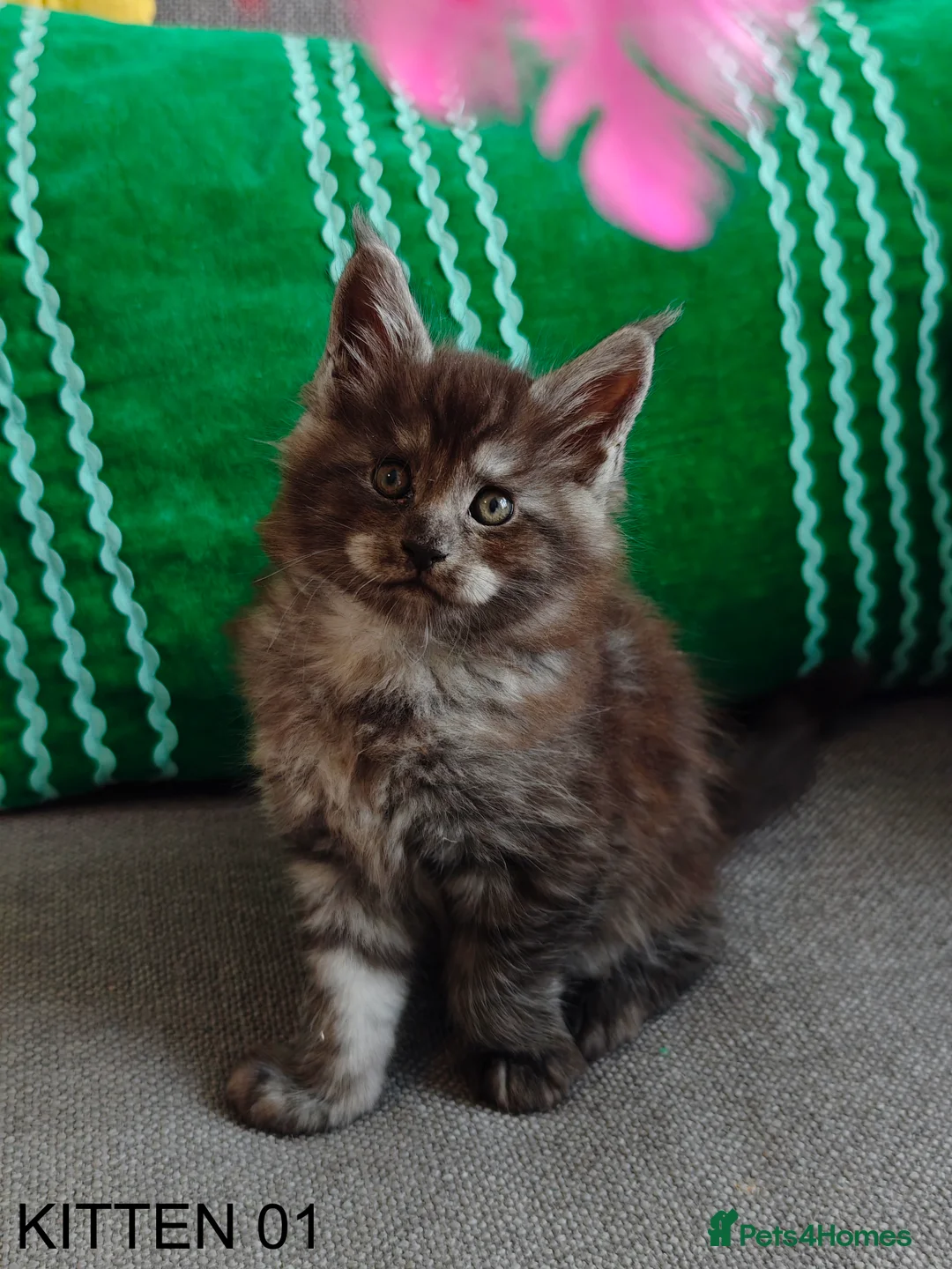 Maine Coon cats for sale: PURE BREED MAINE COON KITTENS READY EARLY MARCH - Advert 5