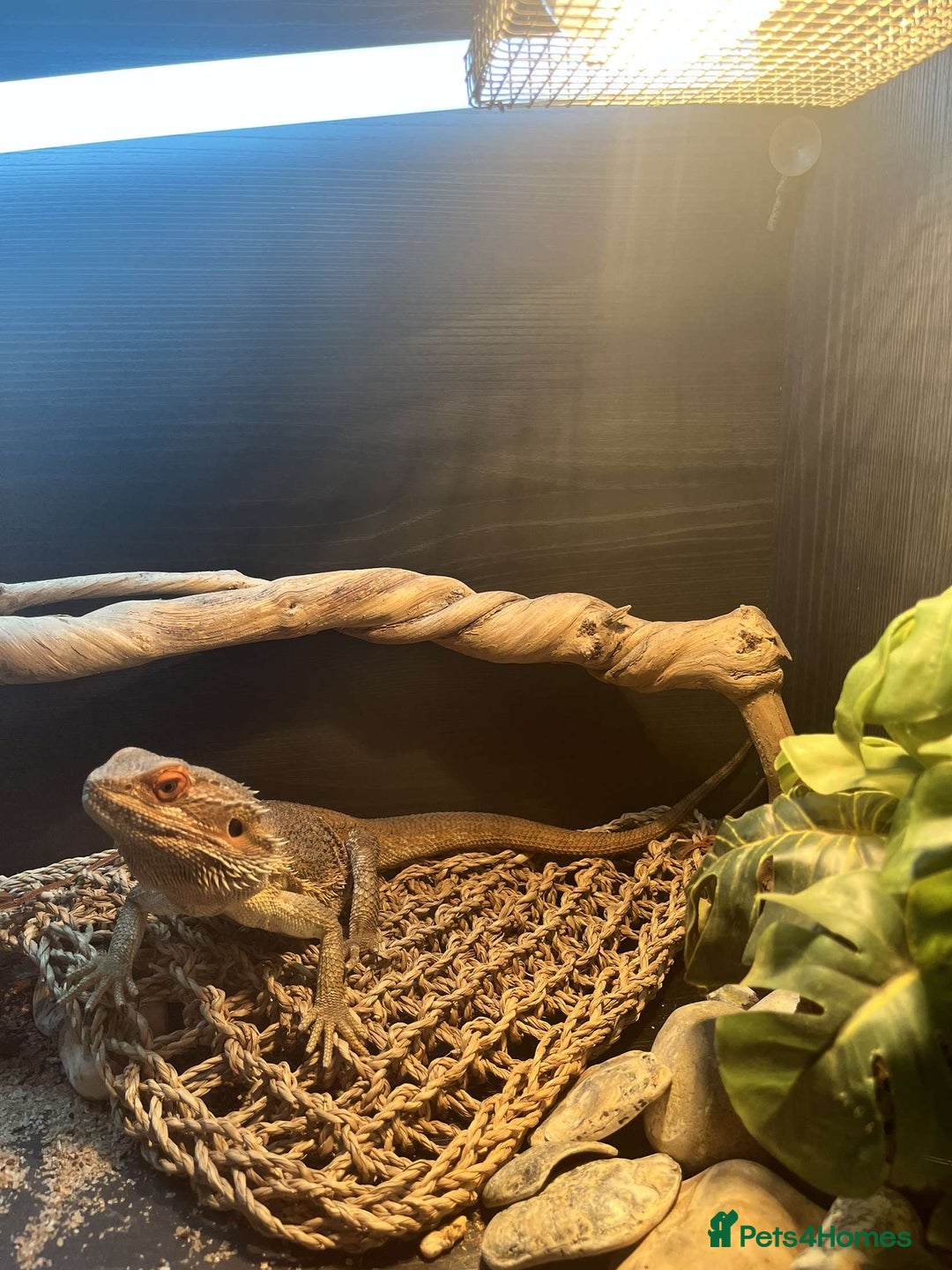 Bearded Dragon reptiles for sale: Bearded dragon  - Image 3