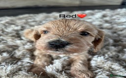 Cavapoo dogs for sale: ⭐️F1B COCKAPOO PUPS ⭐️ - Image 8