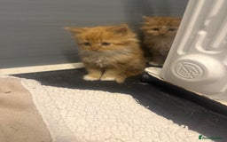 Mixed Breed cats for sale: Beautiful mixed exotic kittens  - Image 1