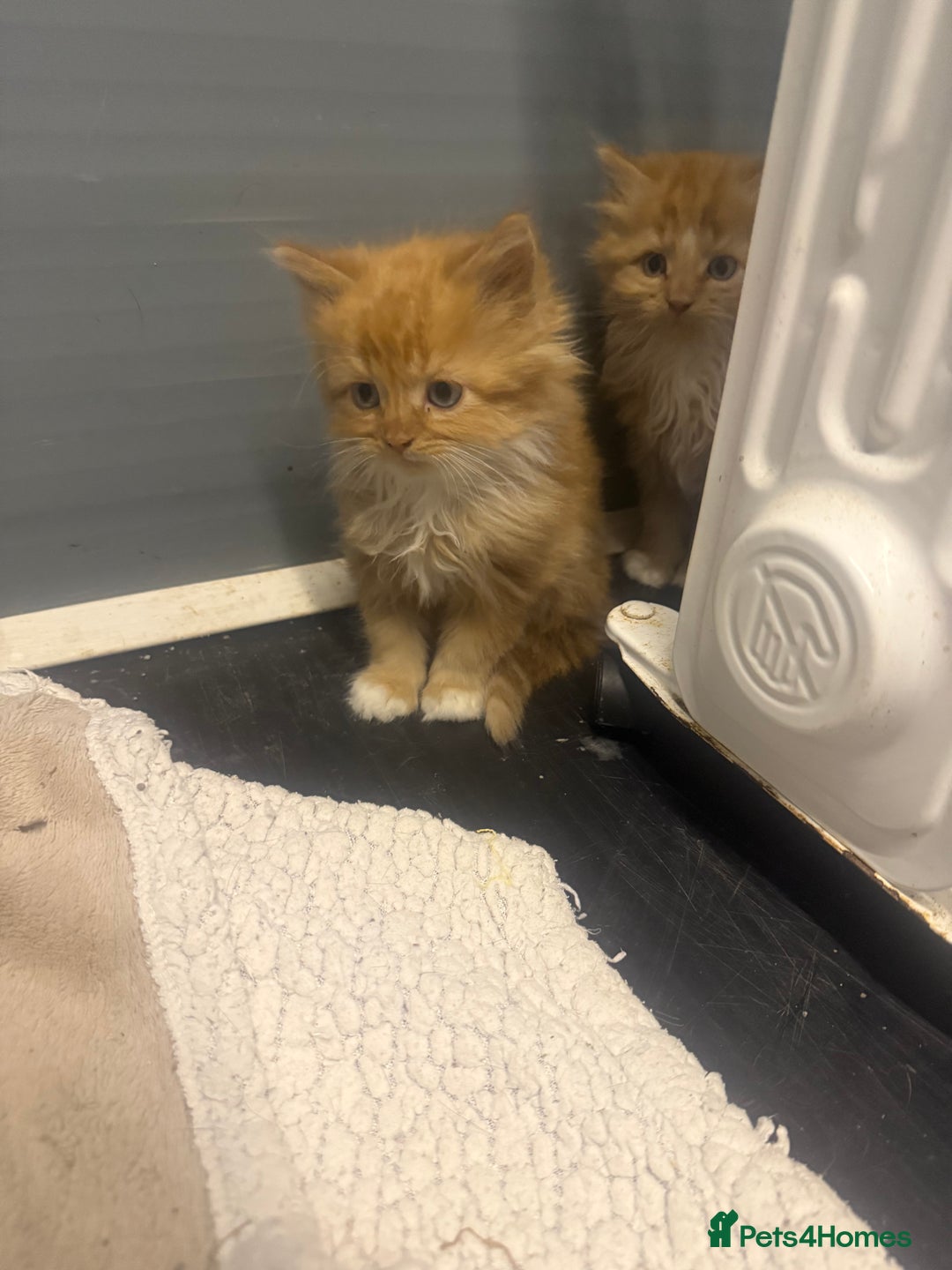 Mixed Breed cats for sale: Beautiful mixed exotic kittens  - Image 1