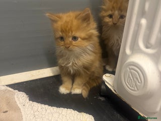 Mixed Breed cats - Advert 4