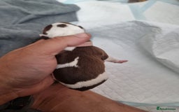 Mixed Breed dogs for sale: Cockerbull - Image 16