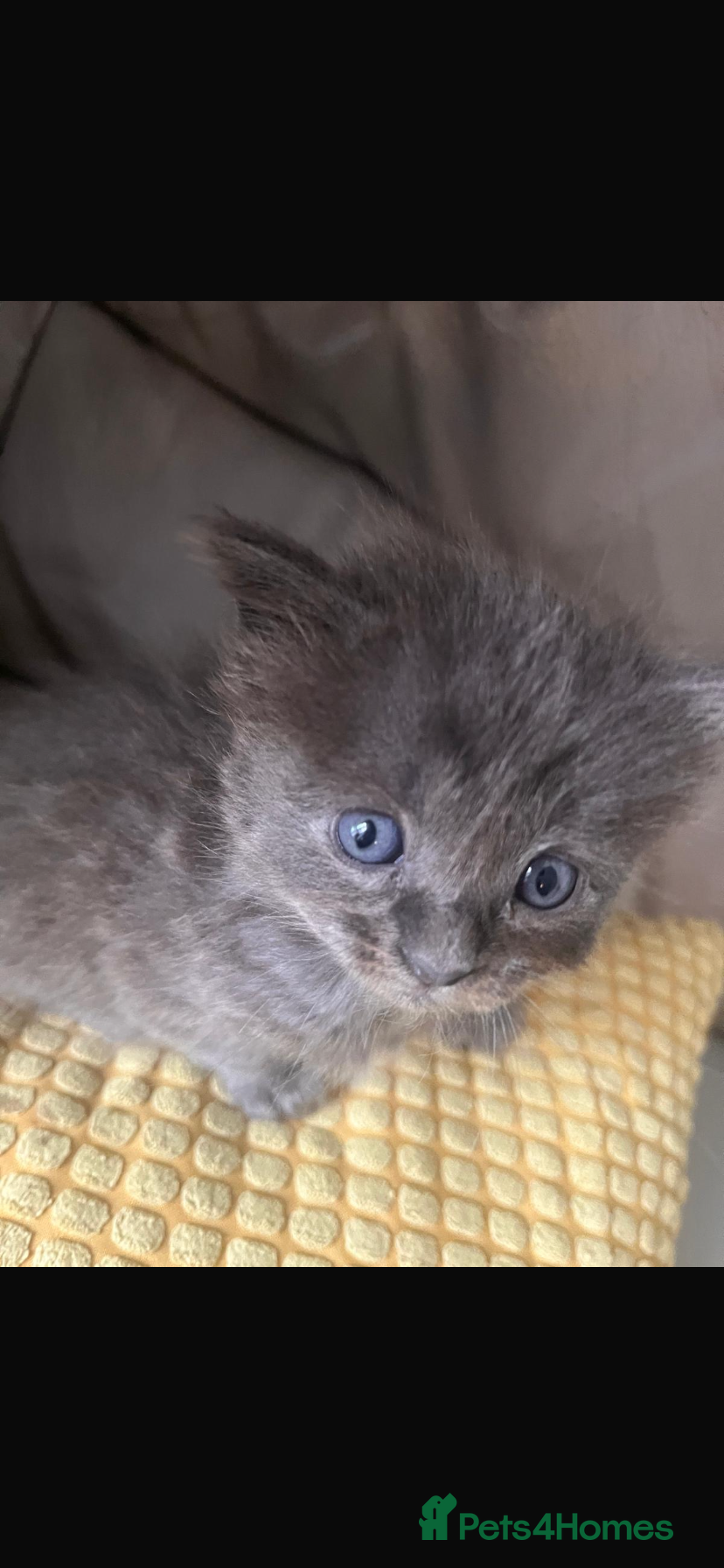 Ragdoll cats We have 5 beautiful half Ragdoll kittens  - Advert 13