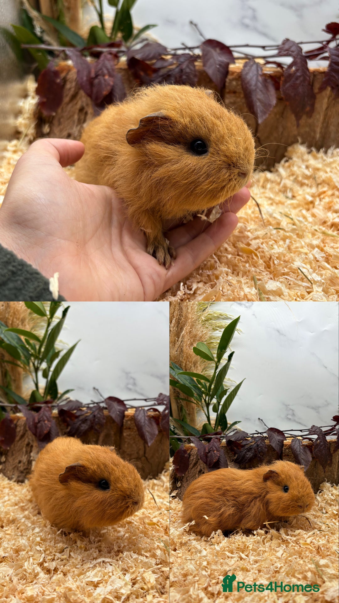 Guinea Pig rodents for sale: ✨Lots of Baby boy Guinea Pigs ✨🐹🩵 - Image 7