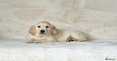 Golden Retriever dogs - Advert 1