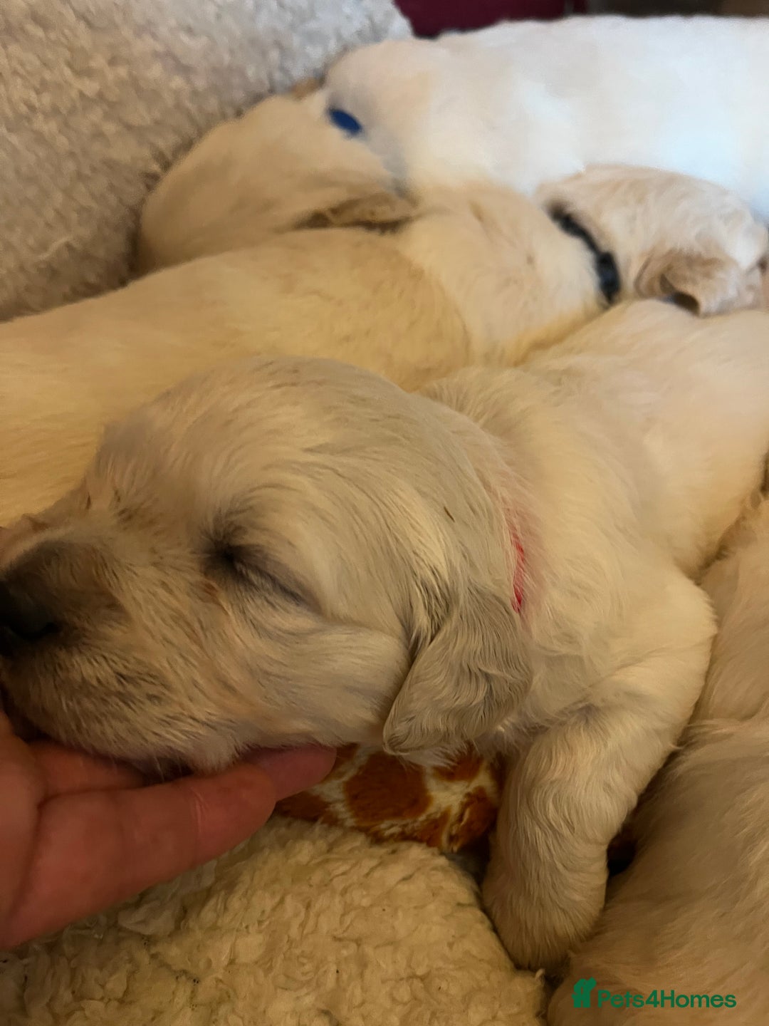 Golden Retriever dogs for sale: KC registered Golden Retriever puppies  - Advert 13