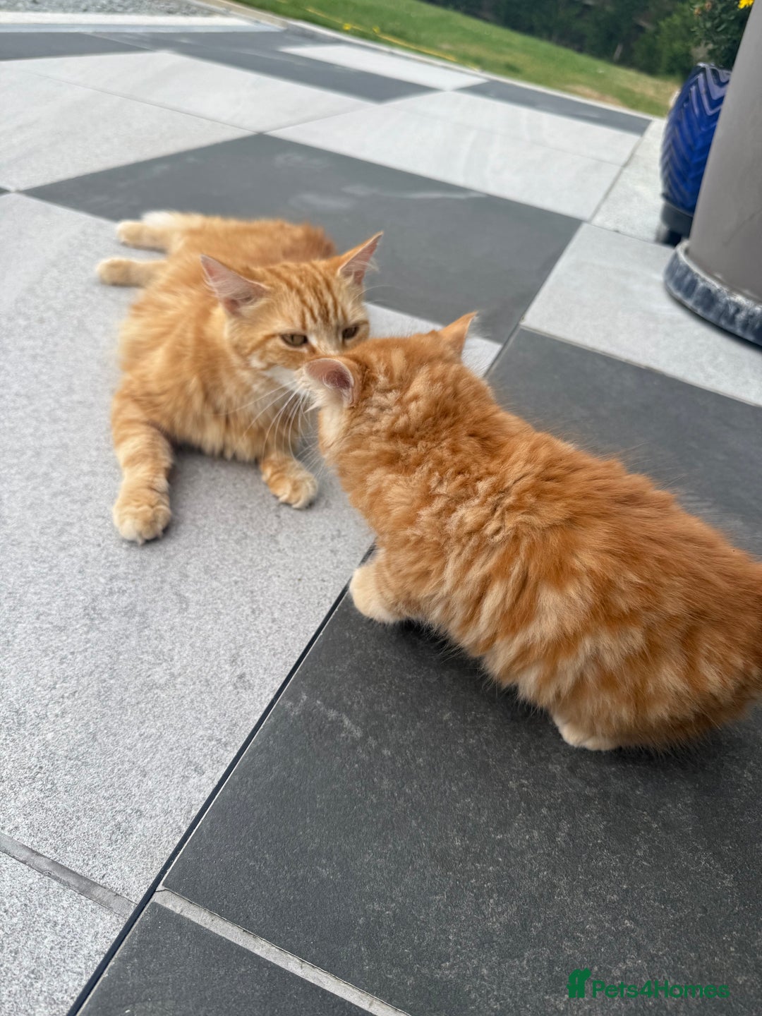 Mixed Breed cats for sale:  Ginger Kitten for sale - Image 10