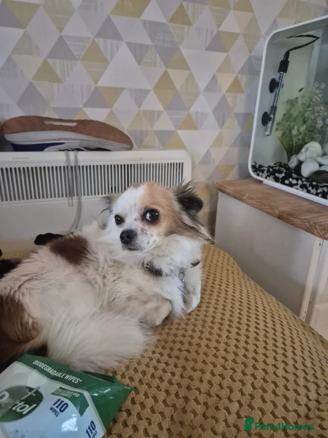 Jack Chi dogs for sale: Jack chi puppies - Advert 13