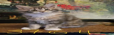 Maine Coon Kitten 3764