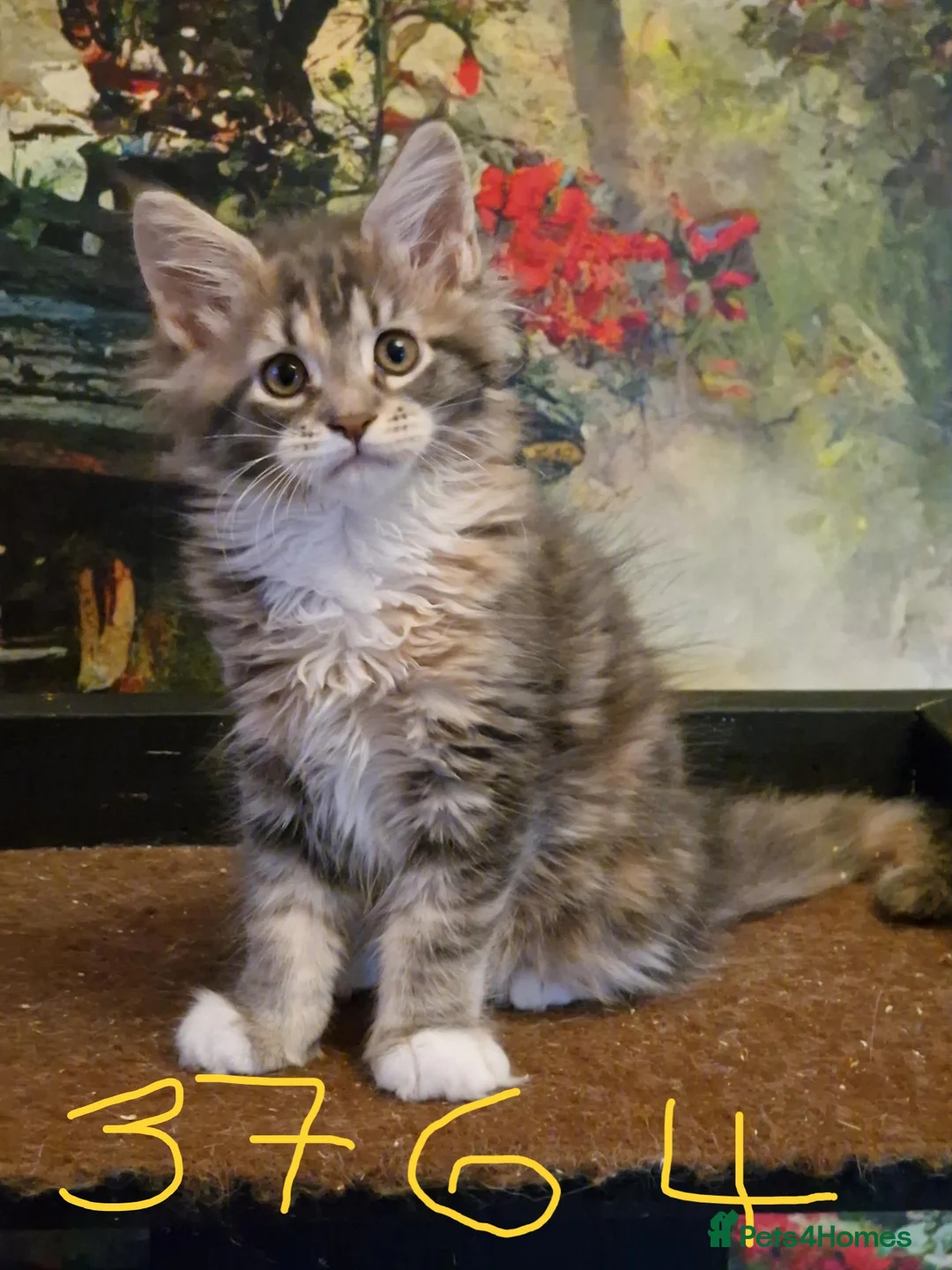 Maine Coon cats for sale: Maine Coon Kittens Champion Bloodlines  - Advert 4