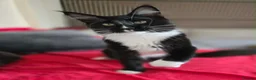 Maine Coon cats for sale: Fantastic TICA registered Maine Coon boy. - Advert 7