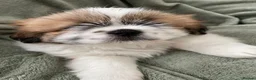Shih Tzu dogs for sale: Imperial Shih Tzu Puppies  - Advert 7
