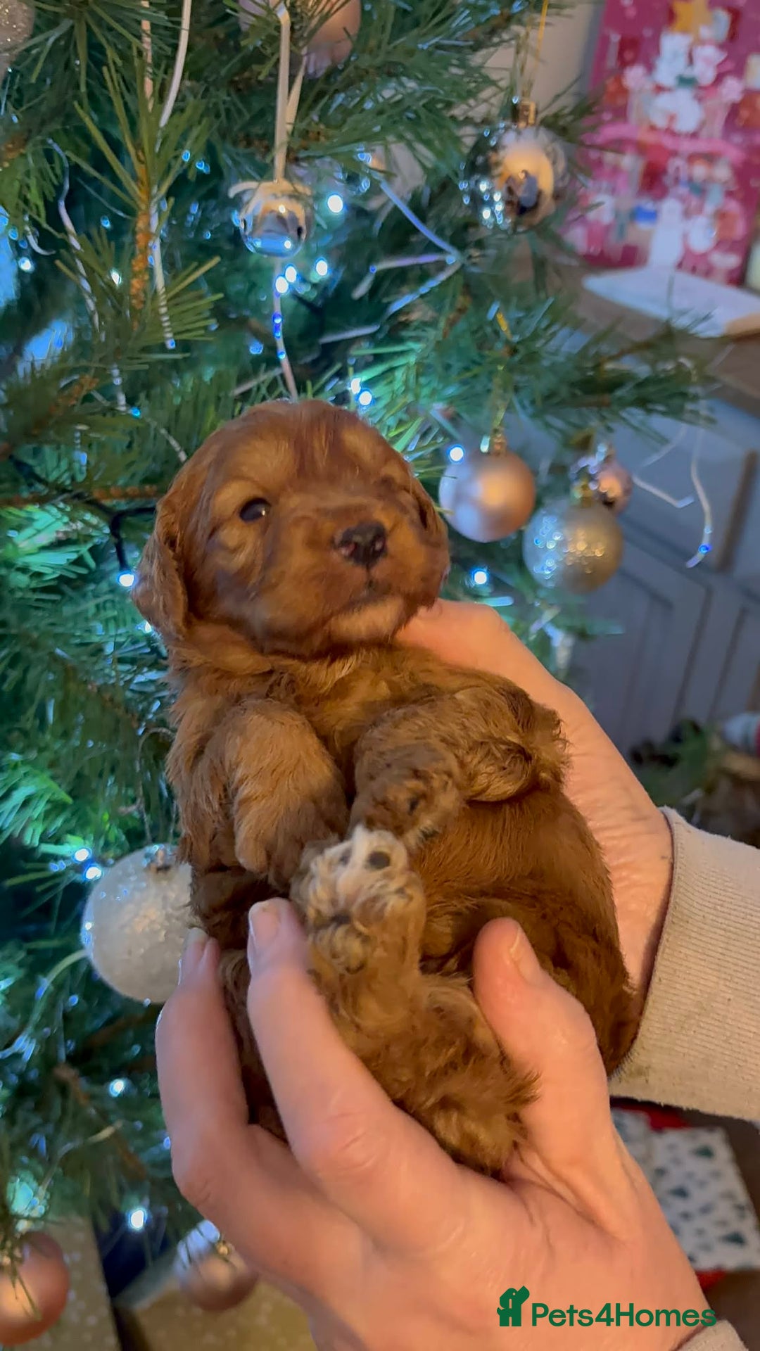 Cockapoo dogs for sale: Perfect Cockerpoo puppies  - Advert 12