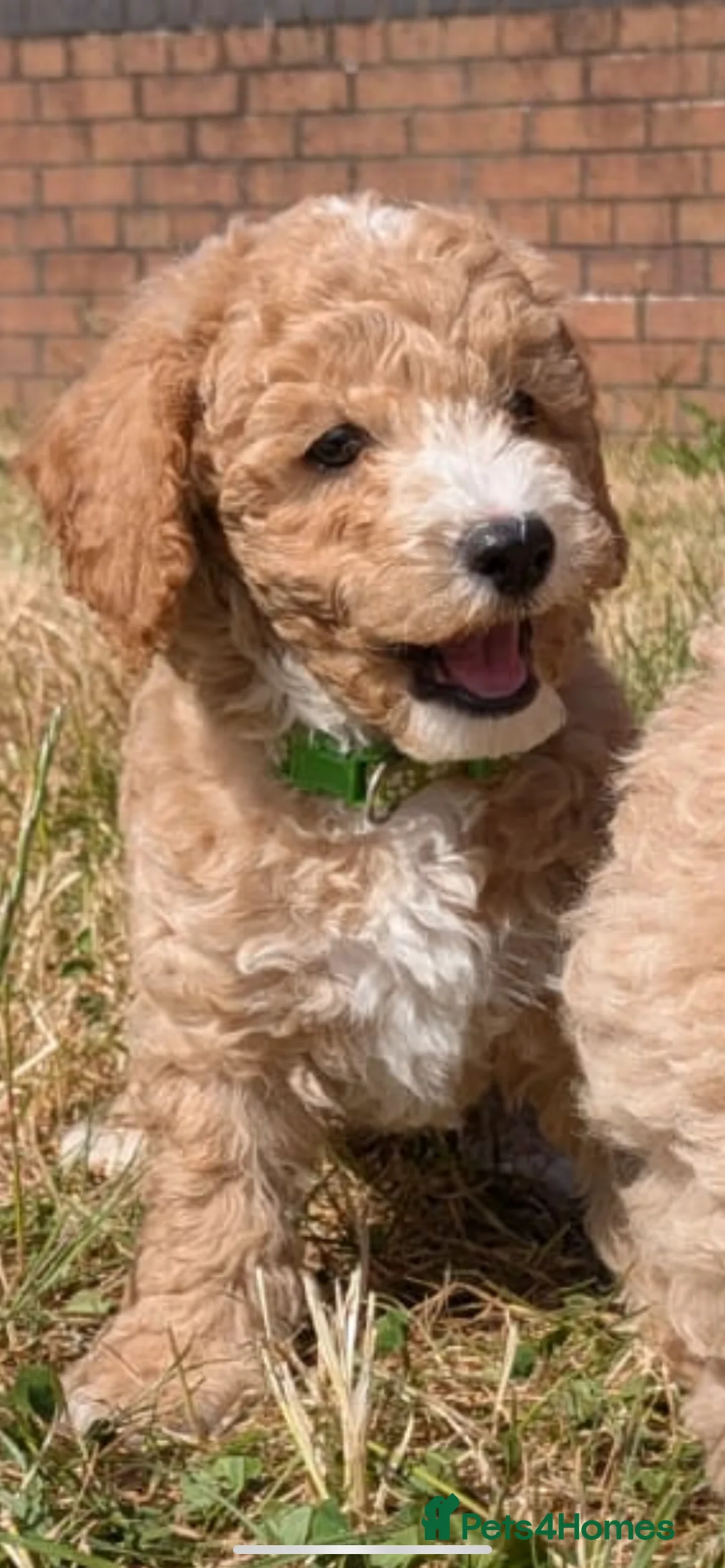 Poochon dogs for sale: Poochon puppys in Salford - Advert 2