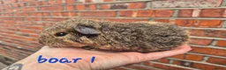 Guinea Pig rodents for sale: Various age piggies for sale - Advert 7