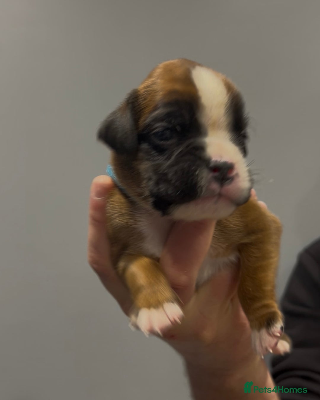 Boxer dogs for sale: 9 Beautiful Boxer Puppies - Pet Only  - Advert 7
