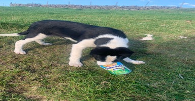 Border Collie dogs - Advert 4